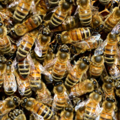 bees, Publish in Climate Loom